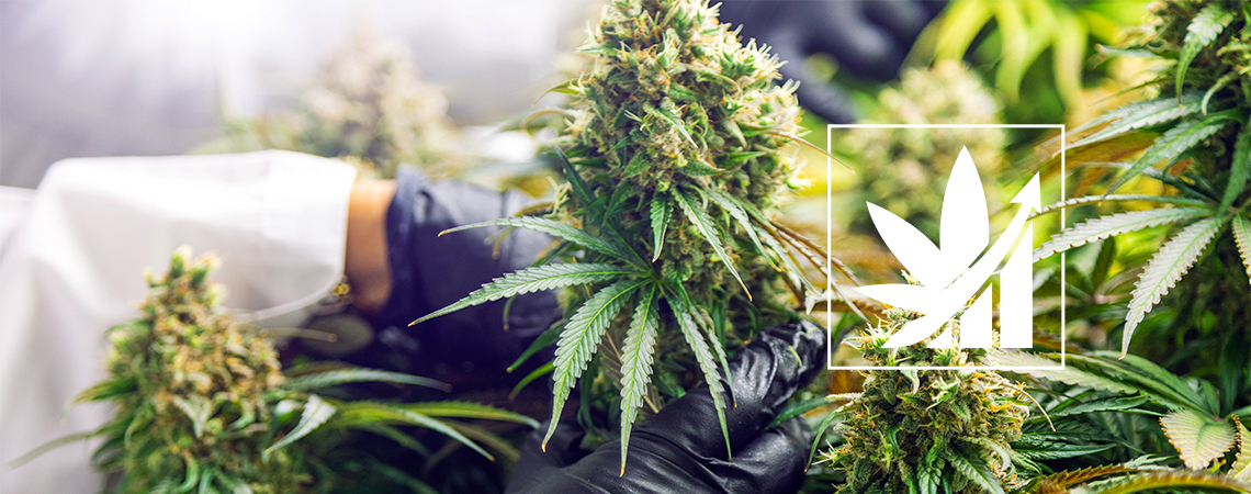 What Is Crop Steering Cannabis?