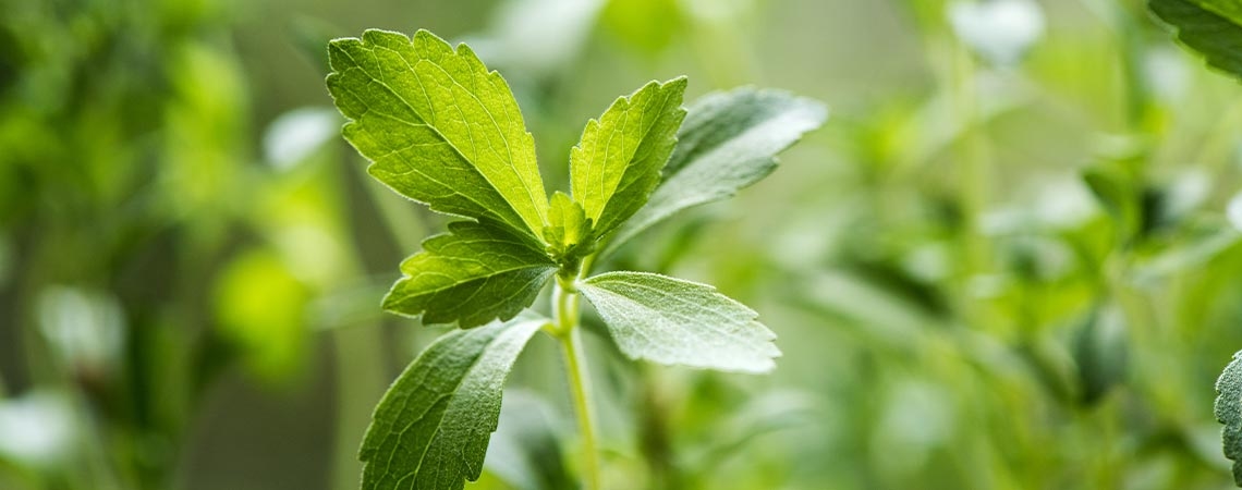 Everything You Need To Know About Stevia