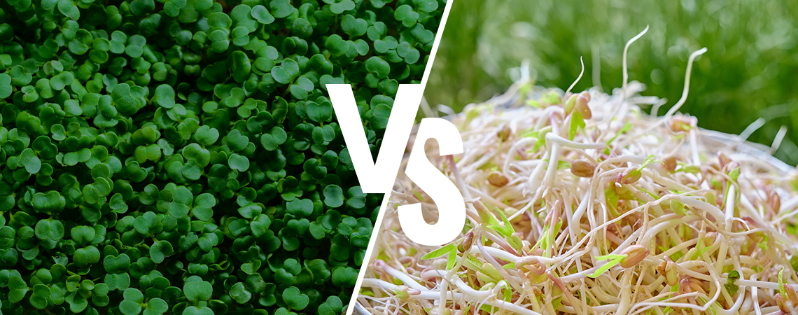 Sprouting Vs Microgreens: What’s The Difference?
