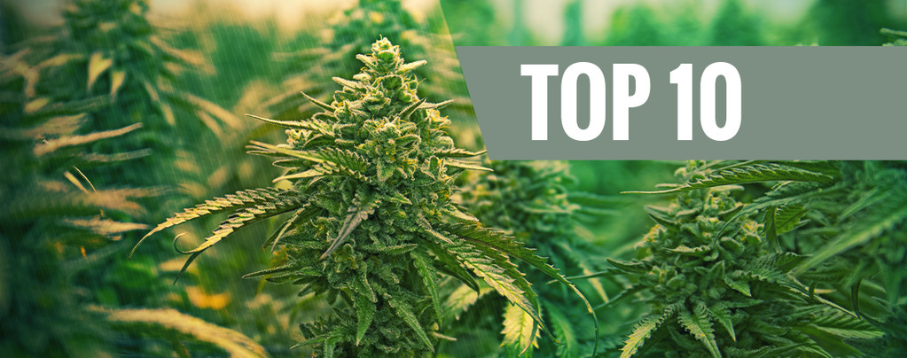 Top 10 Best Feminized Cannabis Strains