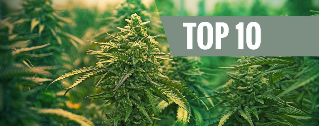 Top 10 Feminized Cannabis Seeds