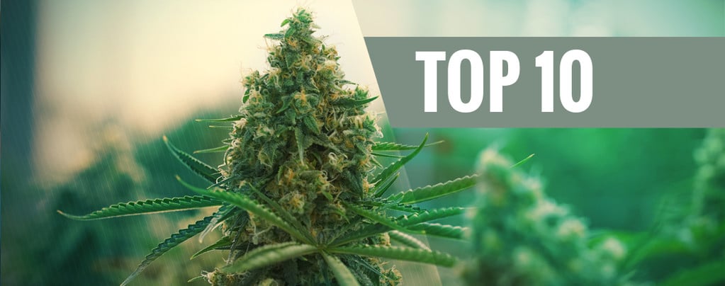 Top 10 Best Cannabis Strains