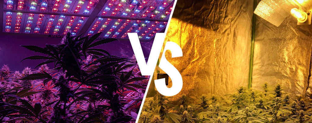 Cannabis Grow Lights: LED Vs HPS
