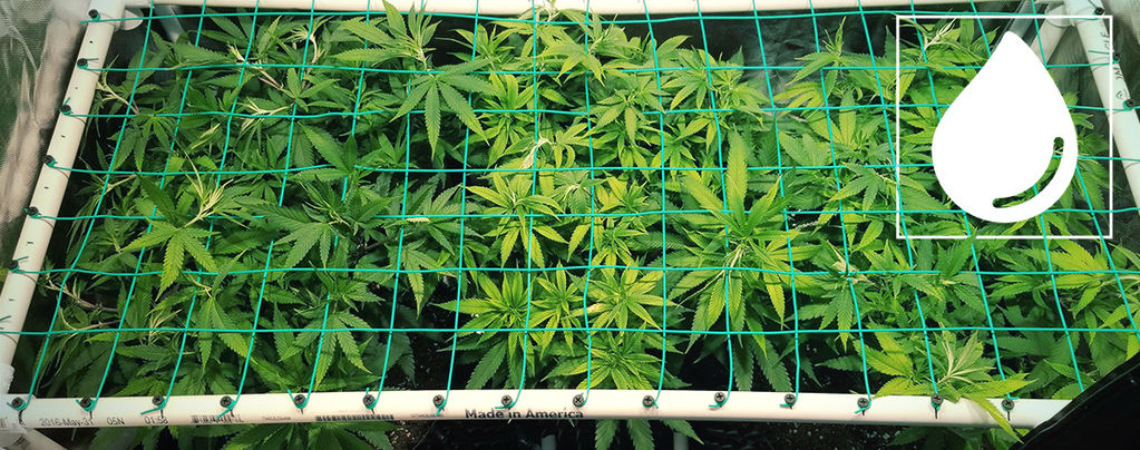 How To Use Aeroponics To Grow Potent Cannabis