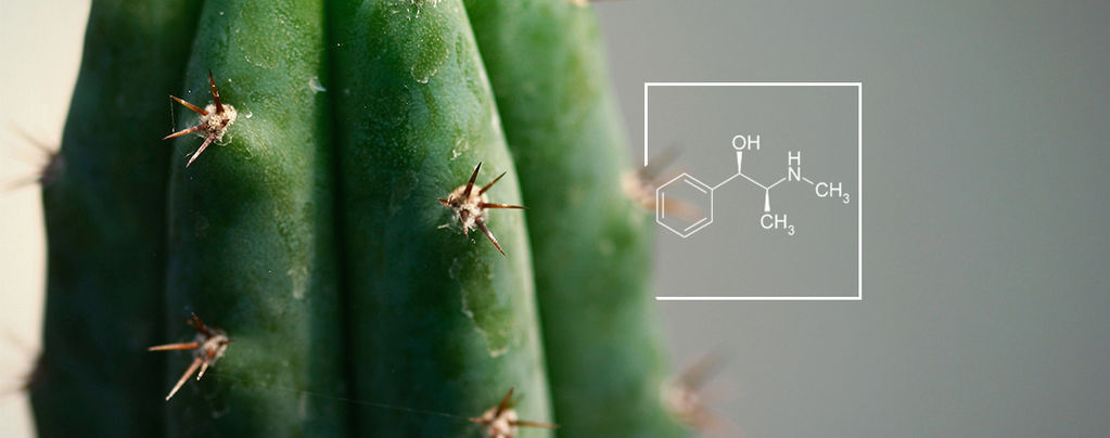 How To Increase Alkaloid Levels In Mescaline Cacti