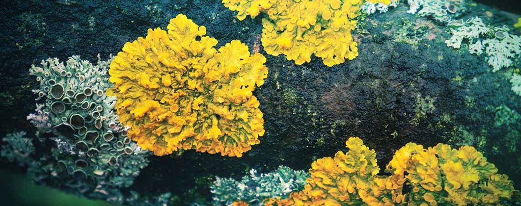 The Forgotten Hallucinogenic Lichens