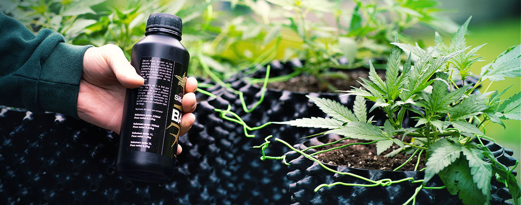 Grow Mega Cannabis Buds With Silica