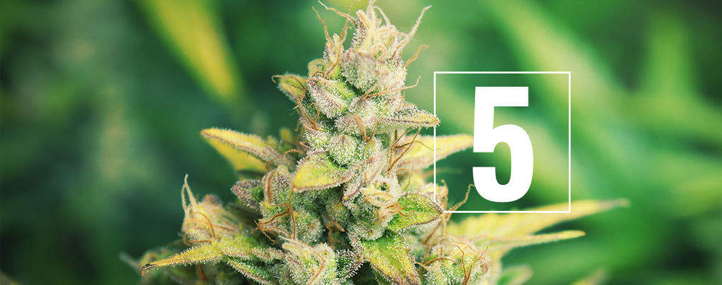 5 Myths About Growing Cannabis - Debunked