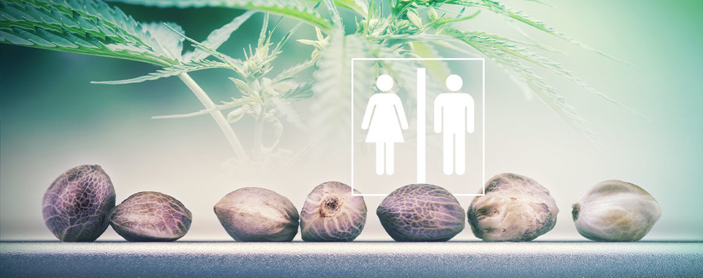 The Sex Of Cannabis Seeds