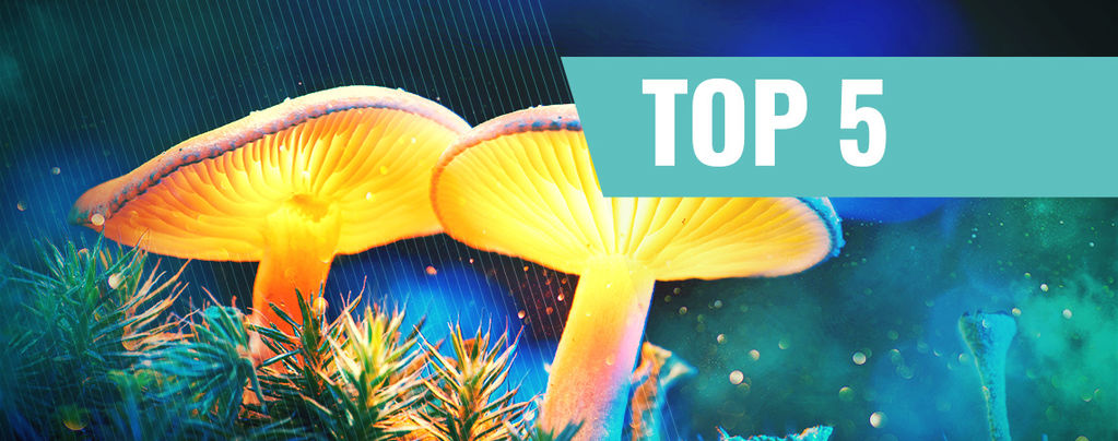 Our Top 5 Documentaries About Magic Mushrooms