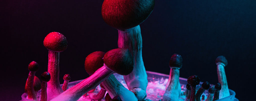 Famous Psilocybin Mushrooms