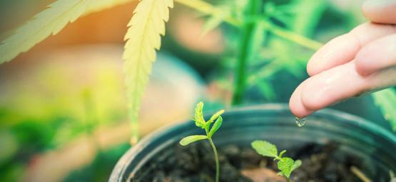 What Is The Best Water For Cannabis Plants?