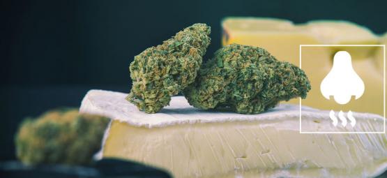 Cheese Strains: Whats Behind The Smell?