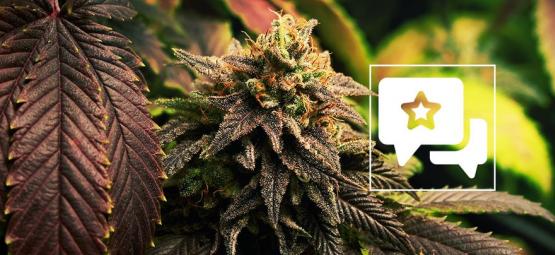 Blue Widow: Cannabis Strain Review & Information