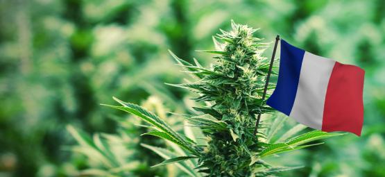 Best Outdoor Cannabis Strains To Grow In France