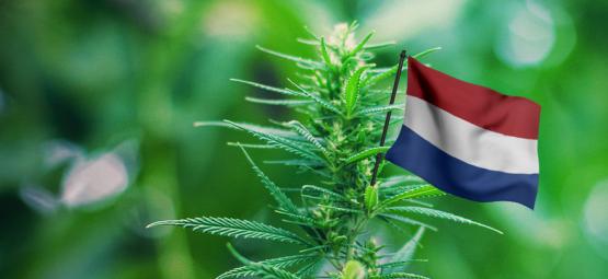 Best Outdoor Cannabis Strains To Grow In The Netherlands