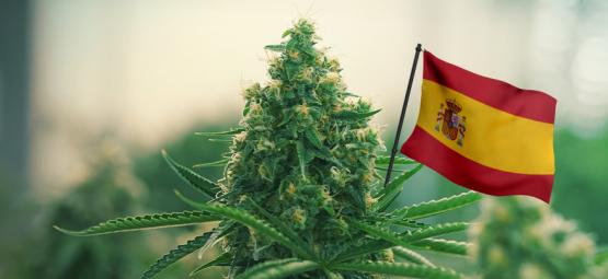 Best Outdoor Cannabis Strains To Grow In Spain