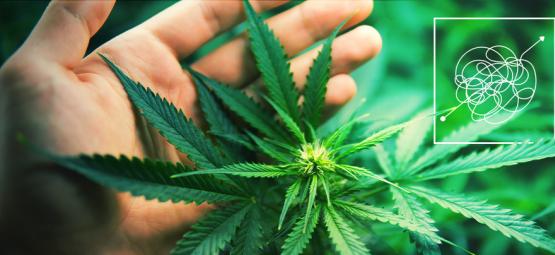 Difficult To Grow, Highly Rewarding Cannabis Strains
