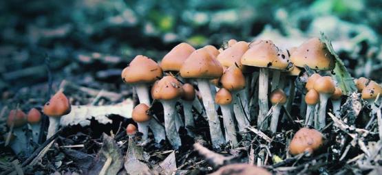 What Is Psilocybe Azurescens And How Do You Cultivate It?