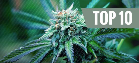 The Top 10 Medical Cannabis Strains