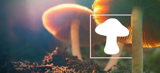 How To Identify Different Types Of Magic Mushrooms