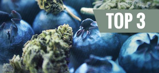 The Origin Of Blueberry Cannabis & The Top 3 Blueberry Strains