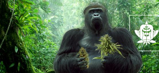 The Origin of Gorilla Glue Cannabis And The Top 3 Gorilla Glue Strains