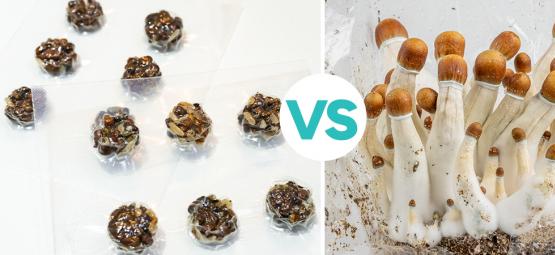 Magic Truffles VS Magic Mushrooms: Who Will Win?