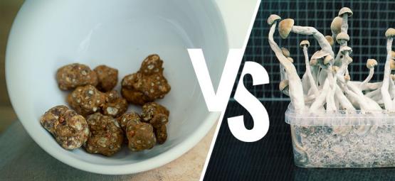 Magic Truffles VS Magic Mushrooms: Who Will Win?