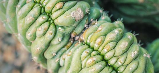 Crested San Pedro: What Is It?