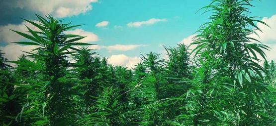 Top 10 Tips To Grow Weed Trees