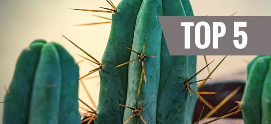 Top 5 Mescaline Cacti 