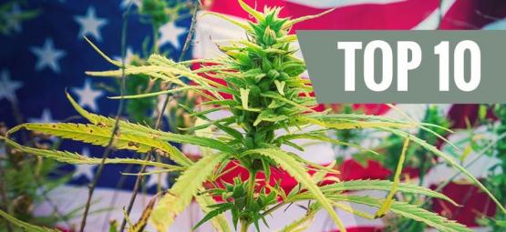 Top 10 Cannabis Strains From The USA