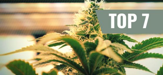 Top 7 Lighting Factors For Growing Marijuana