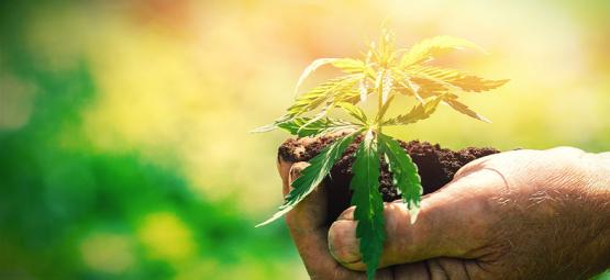 What You Should Know Before Growing Cannabis