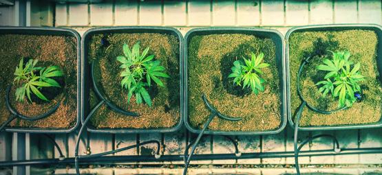 When And How To Transplant Cannabis Plants For Bigger Yields