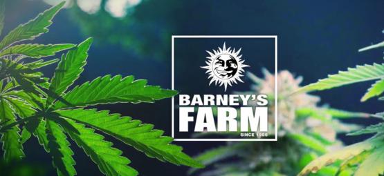 The Best Cannabis Strains By Barney's Farm