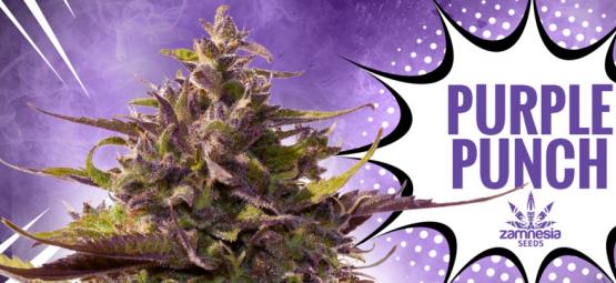 Purple Punch: Flavour, Potency, And Beauty—All In One