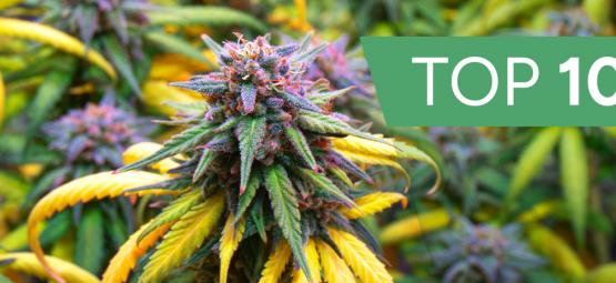 Top 10 Cannabis Strains For The Autumn Season