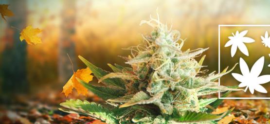 8 Reasons Why Autumn Is The Best Season To Smoke Weed