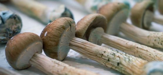 What Does Blue Bruising Mean On Magic Mushrooms?