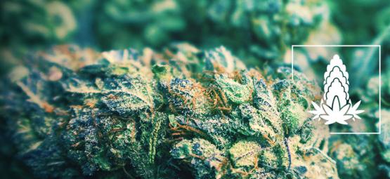 6 Tips For Improving The Density Of Cannabis Buds