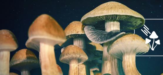 How Much Light Do Magic Mushrooms Need To Grow?