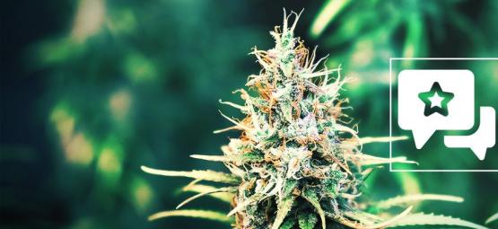 Cookies Kush: Cannabis Strain Review & Information