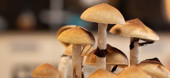 How To Prevent Magic Mushroom Side Pins