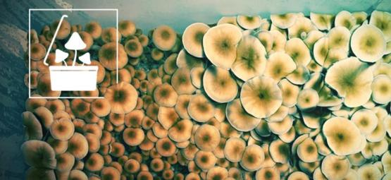 Grow Magic Mushrooms In Bulk Using Monotub Tek