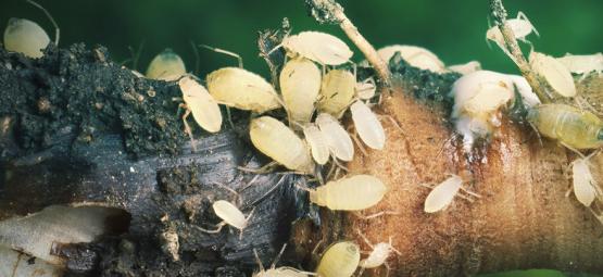 Cannabis Root Aphids And How To Combat Them