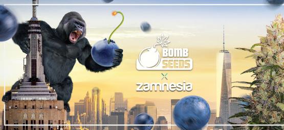Zamnesia x Bomb Seeds: Bomberry Glue Auto (Limited Edition)