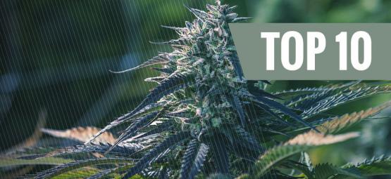 Top 10 Most Exclusive Cannabis Strains