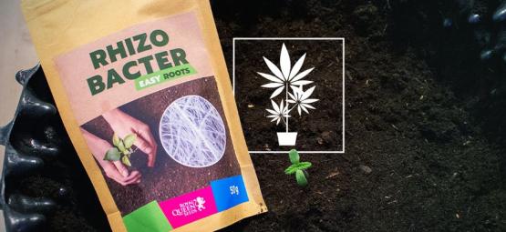 How Rhizobacteria Can Promote Cannabis Growth